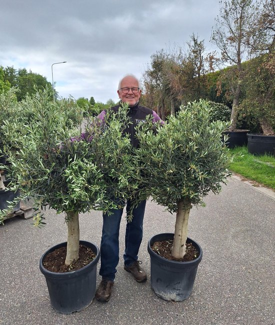 Olijfboom - Olea Europea - Olijfboom aanbieding