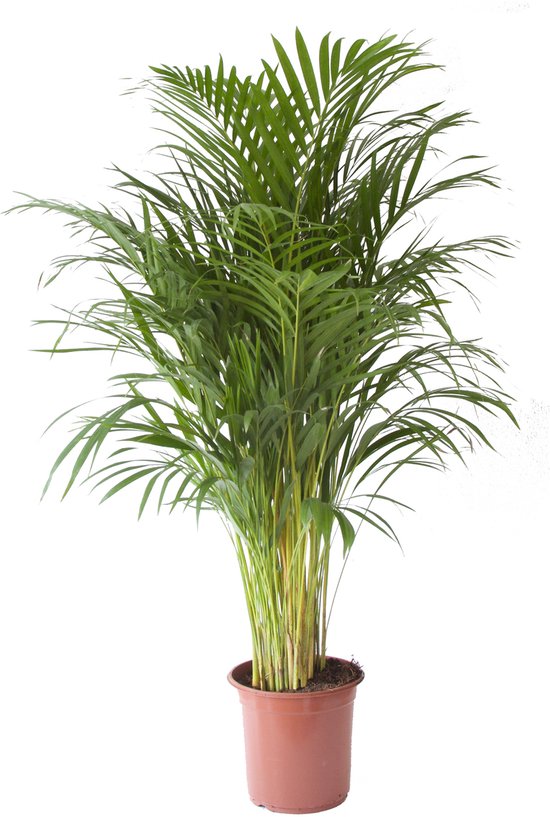 Goudpalm - Hoogte 125cm - Pot 24cm