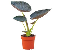 Alocasia Regal Shield - Hoogte 55cm - Pot 17cm