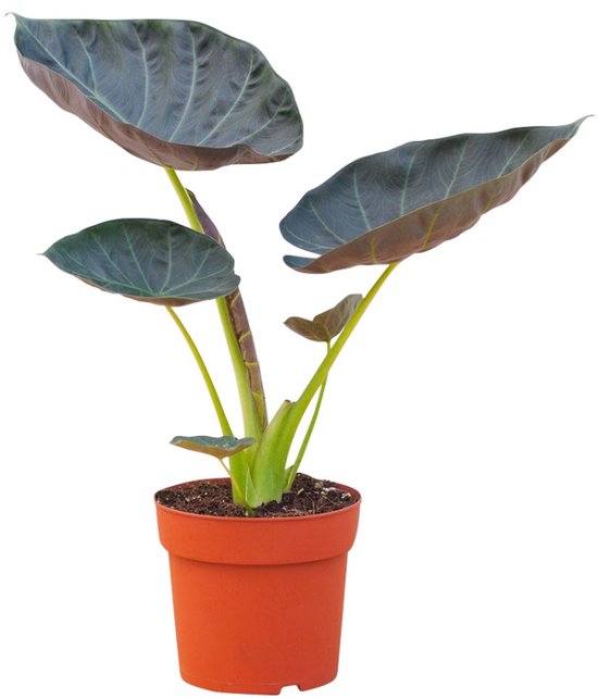 Alocasia Regal Shield - Hoogte 55cm - Pot 17cm