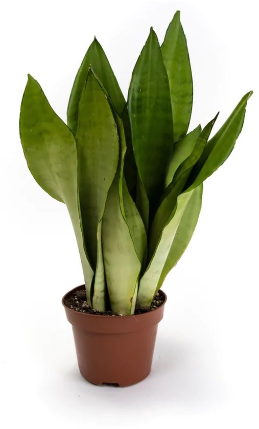 Sansevieria Moonshine - Hoogte 40cm - Pot 12cm