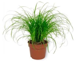 Moerings Cyperus Zumula | Kattengras | In 5 cm pot