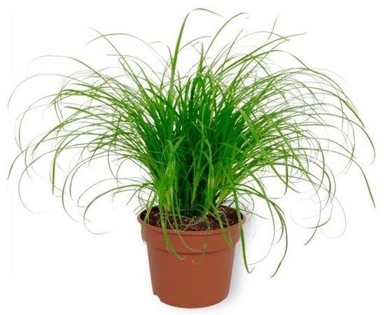 Moerings Cyperus Zumula | Kattengras | In 5 cm pot