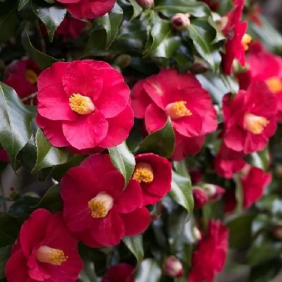 Camélia Du Japon 'Dr. King' - Lot De 2 Plantes - Fleurs Roses/rouges, Feuillage Persistant - Résistant Au Froid, Pot 15 Cm, Hauteur 50-60 Cm