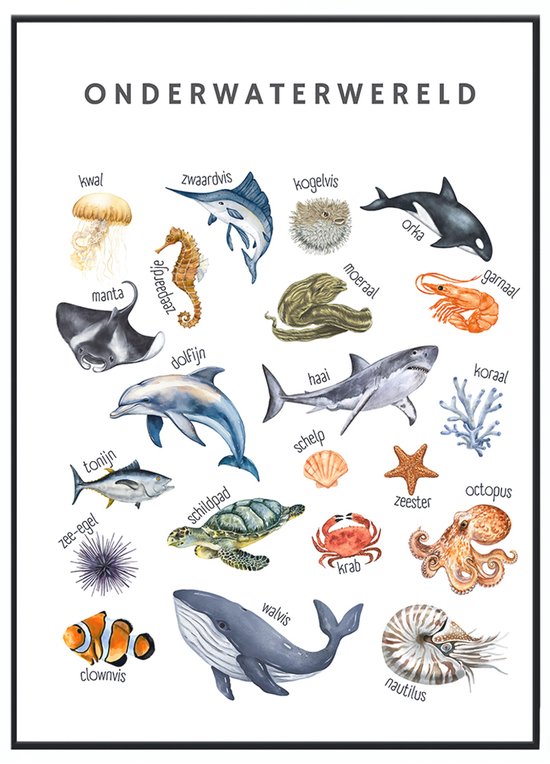 Affiche éducative No Filter - poster animaux marins/affiche animaux océan - 21x30 cm - format A4 - Affiches chambre enfant - poster animaux