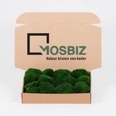 bolmos| vert mousse| 0 | Décorations| Peintures| murs de mousse| 335 grammes