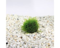 Moerings Javamos | Op Lavasteen Small Waterplant