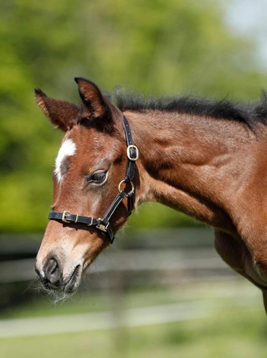 Licol HFI en cuir Shetland/poulain