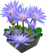 vdvelde.com - Winterharde Blauwe Waterlelie - Nymphaea Blue Queen - Lotus - Waterlelie - Volgroeide planthoogte: 20 cm - Plaatsing: -20 tot -40 cm
