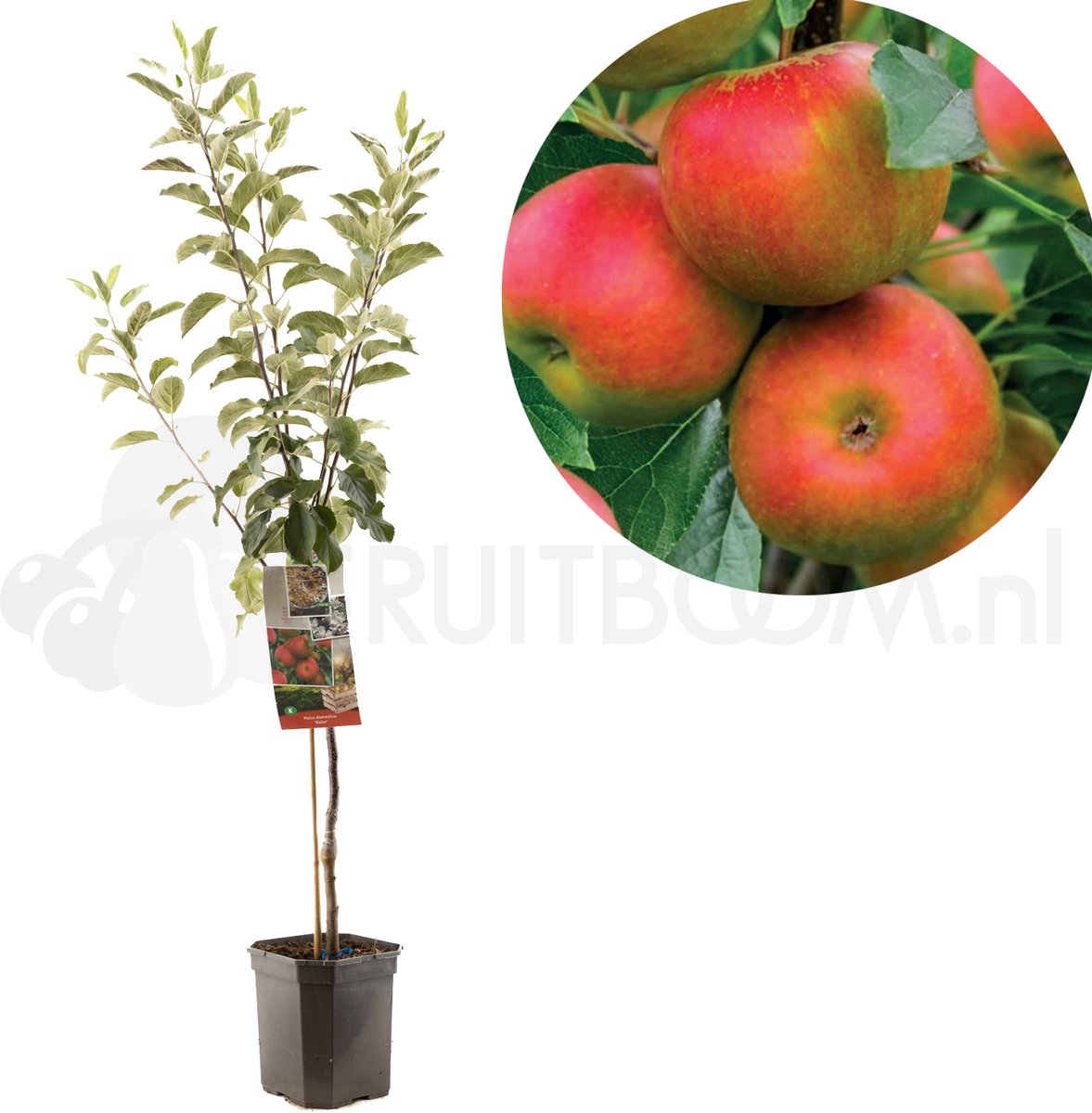 Appelboom - Malus domestica Elstar - Najaarsappel - 150 cm