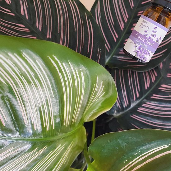 CareScent Lavendel Olie - Etherische Olie - Essentiële Olie - Geur voor Aroma Diffusers - 10 ml