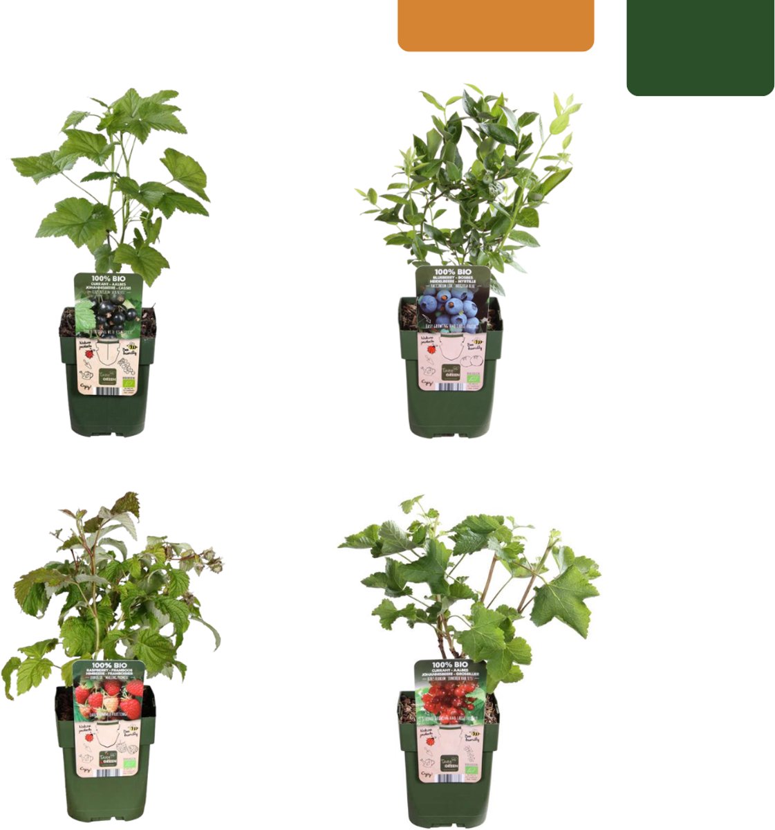 Tuinplantenshop.com | Fruitplanten mix set van 4 soorten - Rubus idaeus - Ribes rubrum - Vaccinium corymbosum - Rubus fruticosus - Fruitplant - Ø13cm - 20cm hoog - Tuinplant - Groente & Fruit