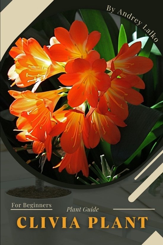 Clivia Plant