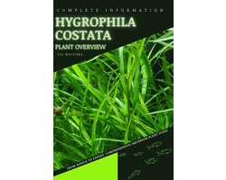 Hygrophila Costata