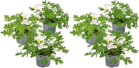 Citroen geraniums (Pelargonium graveolens) verzorging en kooptips 5 6x Citroen geraniums - Bloomique - Pelargonium Graveolens - Citroengeranium - Anti-Muggen - Geurend - Tuinplanten - Hoogte 15-30 cm - Pot 10,5 cm