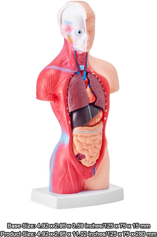 Model van het menselijk lichaam, 15 delen, 28 cm. Anatomisch model van de menselijke torso met verwijderbare organen. Anatomisch skeletmodel. Educatief leermiddel voor leerlingen. Ideaal voor natuurwetenschappelijk onderwijs