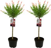 Bloomique - Set van 2 - Salix Integra Flamingo - Bonte Wilg - Tuinplanten - Winterhard - Hoogte 80-100 cm - Pot 19cm