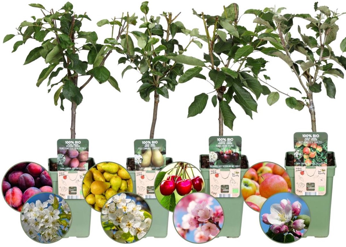 Fruitbomenset, 4 Soorten, Appel, Peer, Kers, Pruim, 100% Biologisch Geteeld, Ø 20 cm - ↨ 60 cm