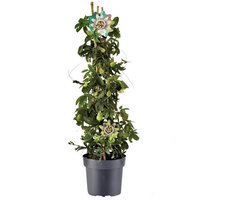 Passiebloem - Passiflora - paars - klimplant - Ø17cm - H70cm
