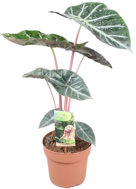 Alocasia Pink Dragon - Hoogte 60cm - Pot 17cm