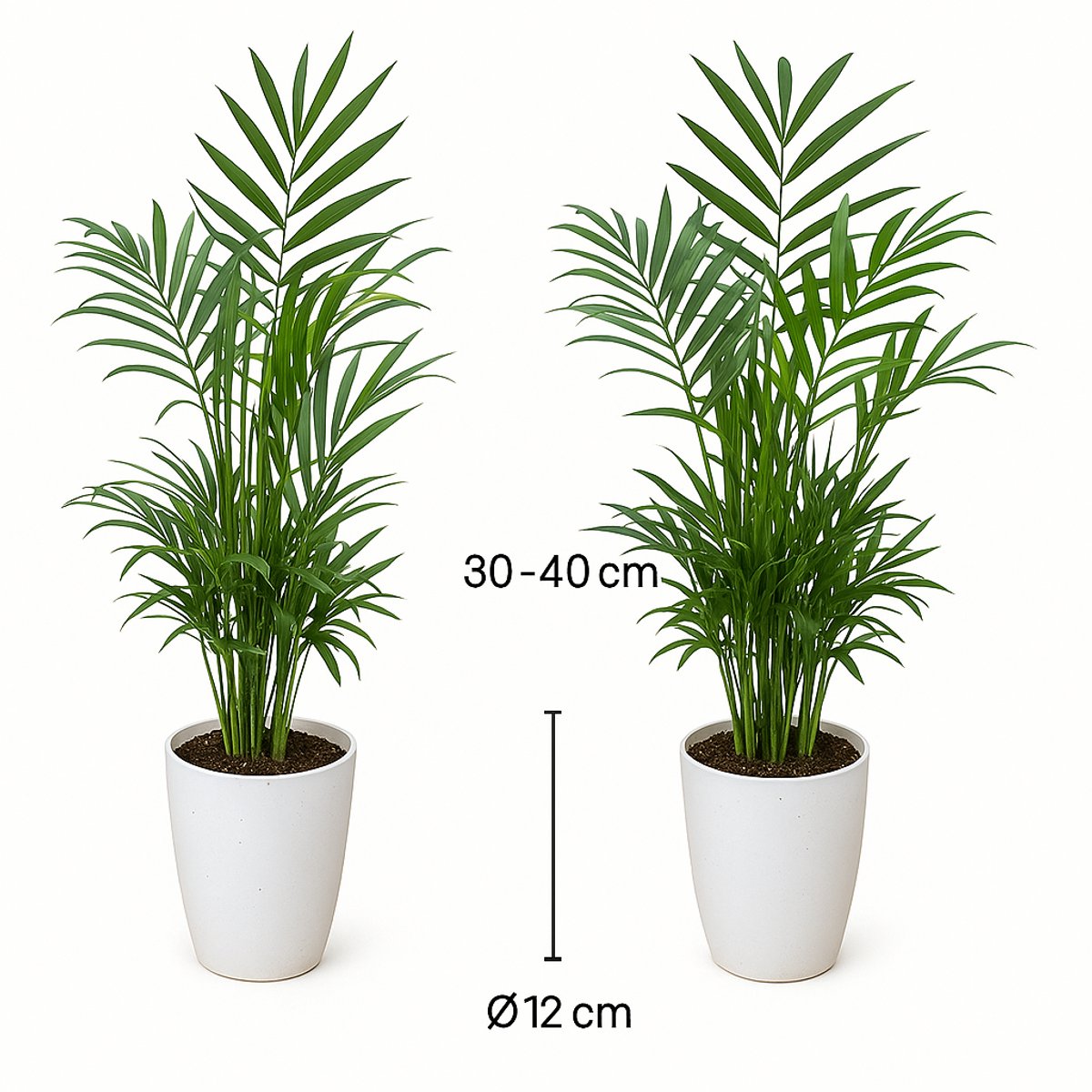 Dypsis duo in witte sierpotten -35cm -Ø12 Groene Kamerplant