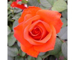 Rosa 'Kanegem' - Prachtige rozen voor in de tuin
