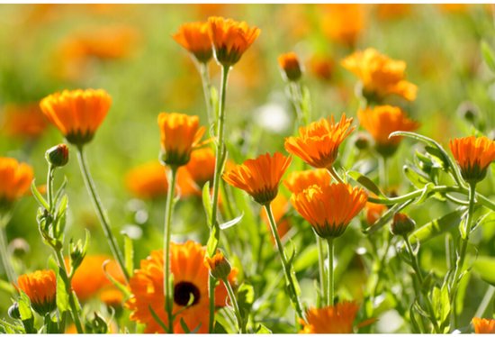 Veel oranje-gele calendulabloemen in de volle zon.
