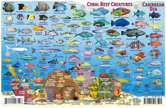 Franko Maps Fish Card Caribbean Sea Dive Sites &amp; Fish ID Card / Coral ...