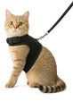 Goudkleurige kat met een zwart mesh kattentuigje en zwarte looplijn.
