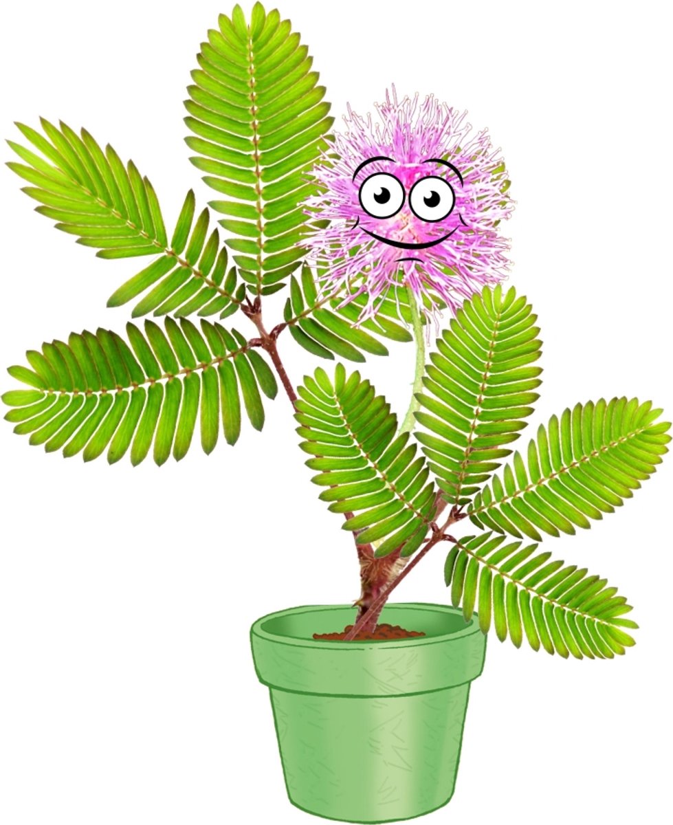 KOSMOS Mimosa Garden - Experimenteerset - Kweek Je Eigen Gevoelige Mimosa Planten - Mini Kas Inclusief Zaden - Ontdek Hoe Planten Reageren op Aanraking - STEM Speelgoed - Vanaf 6 Jaar — cadeau in Spellen & Speelgoed - foto 7