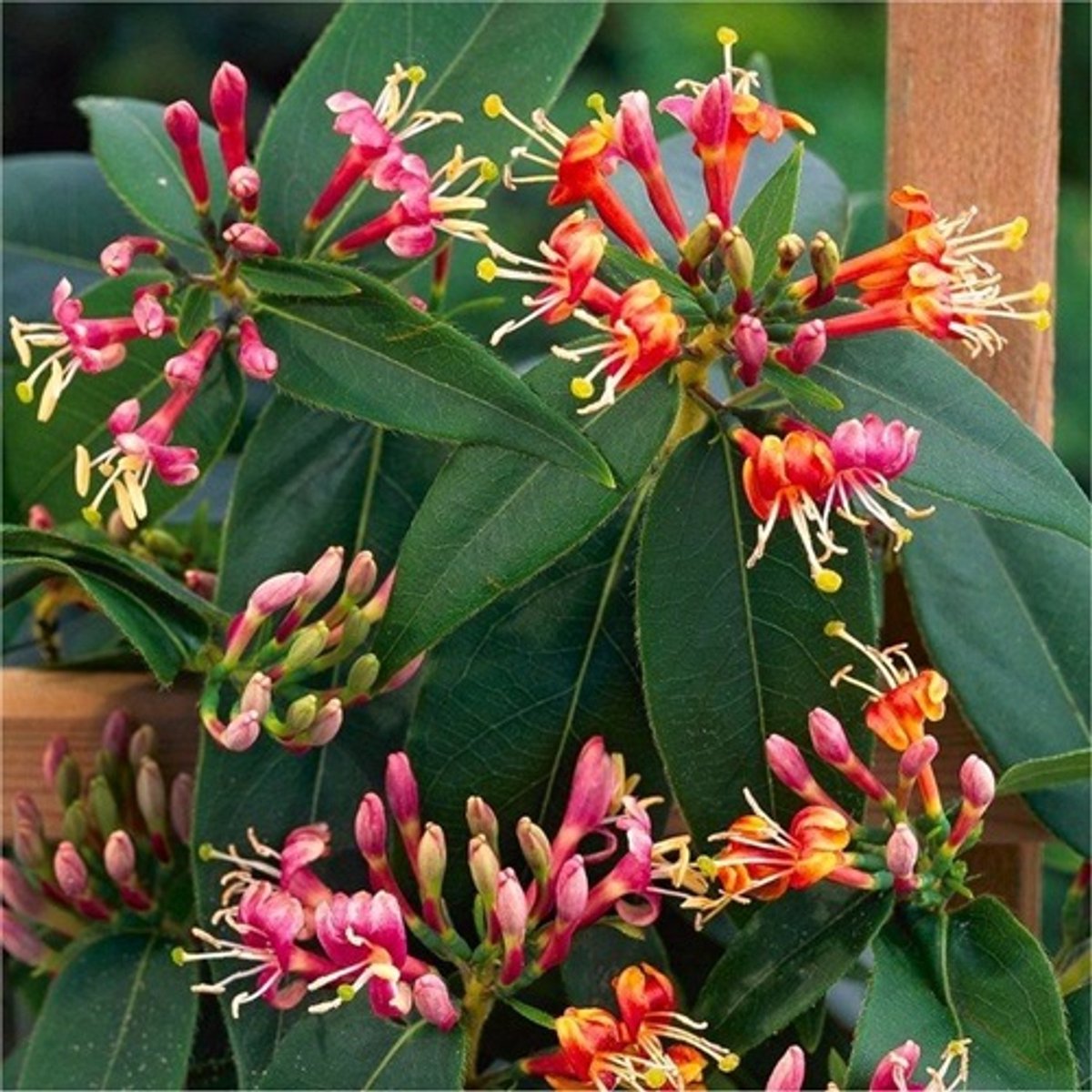 Kamperfoelie Henryi (Lonicera) - Klimplant | Rood - Meerjarig, Groenblijvend / Wintergroen en Winterharde Tuinplant | 1,5 liter pot