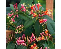 Kamperfoelie Henryi (Lonicera) - Klimplant | Rood - Meerjarig, Groenblijvend / Wintergroen en Winterharde Tuinplant | 1,5 liter pot