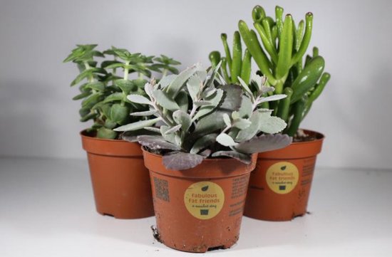 Succulux Vetplanten Mix - 6 Plantjes Ø 5,5 cm Pot - Onderhoudsvriendelijke Kamerplanten Cadeau