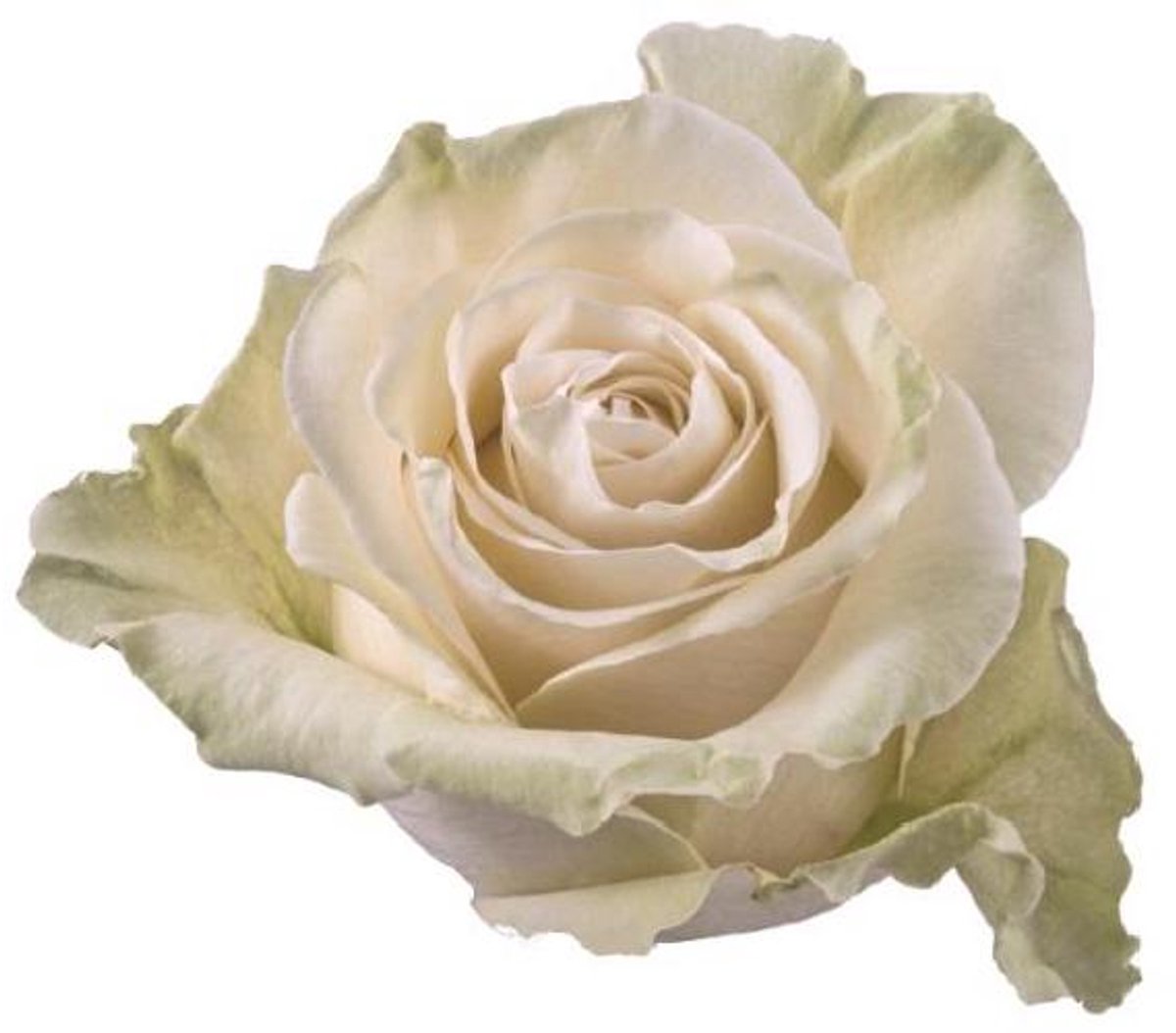 10x Rosa mondial 70cm