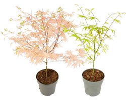 Plant in a Box - Acer palmatum Ukigumo & Taylor - Set van 2 - Japanse esdoorn - ø15cm - Hoogte 35-55cm