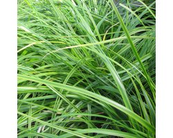 6x Carex oshimensis 'Everlime'® Pot 9x9cm - Groenblijvende siergras voor tuin en border