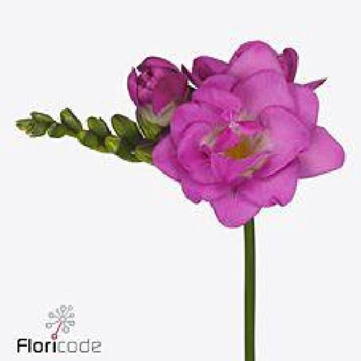 50x Freesia cherise du 50cm