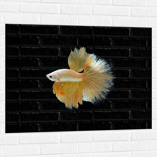 Muursticker - Zijaanzicht van Goud- Gele Vis met Sierlijke Vinnen - 100x75 cm Foto op Muursticker