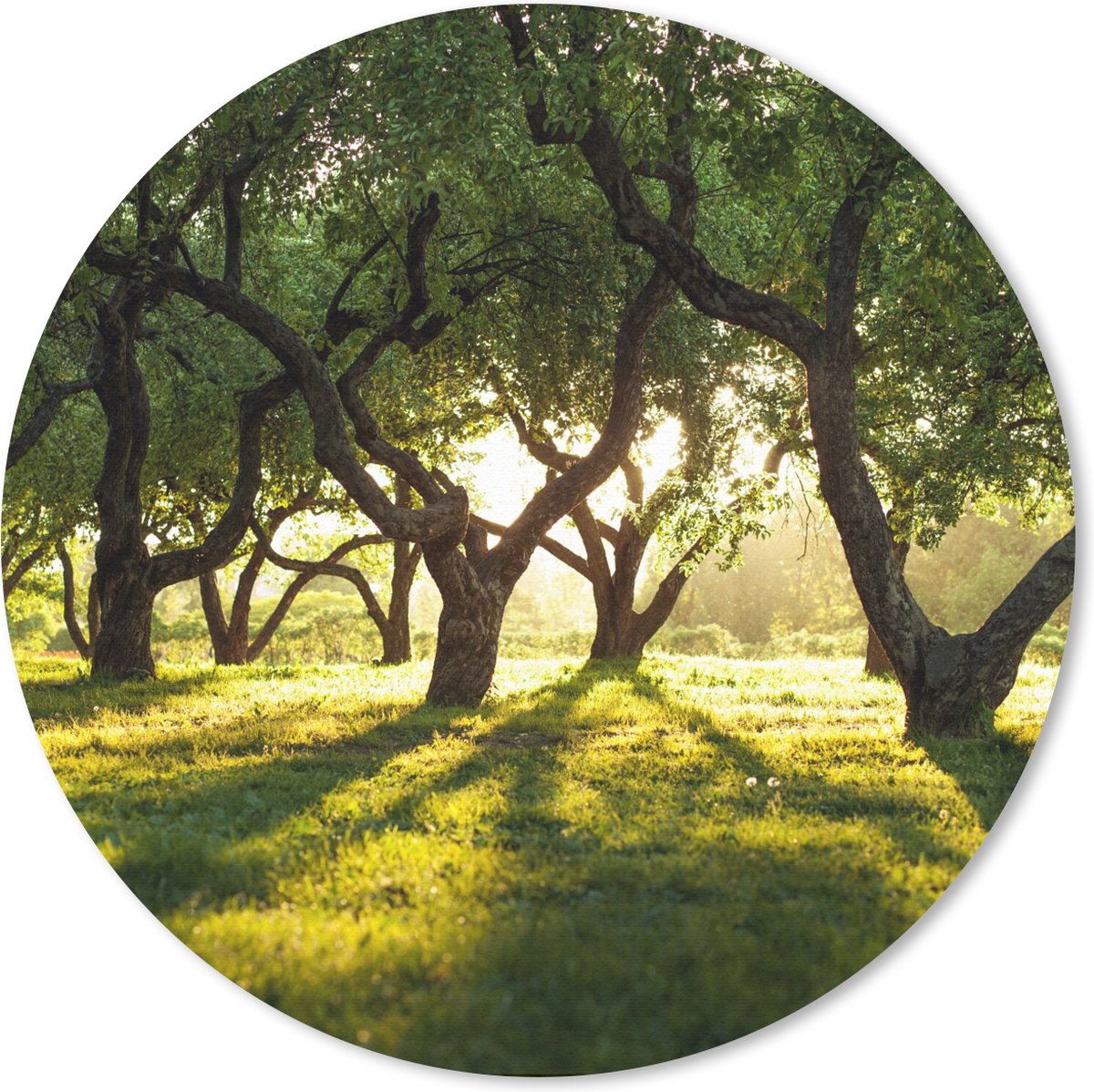 Muismat rond 20x20 cm - Mousepad Bomen - Natuur - Zon - Ronde muismatten
