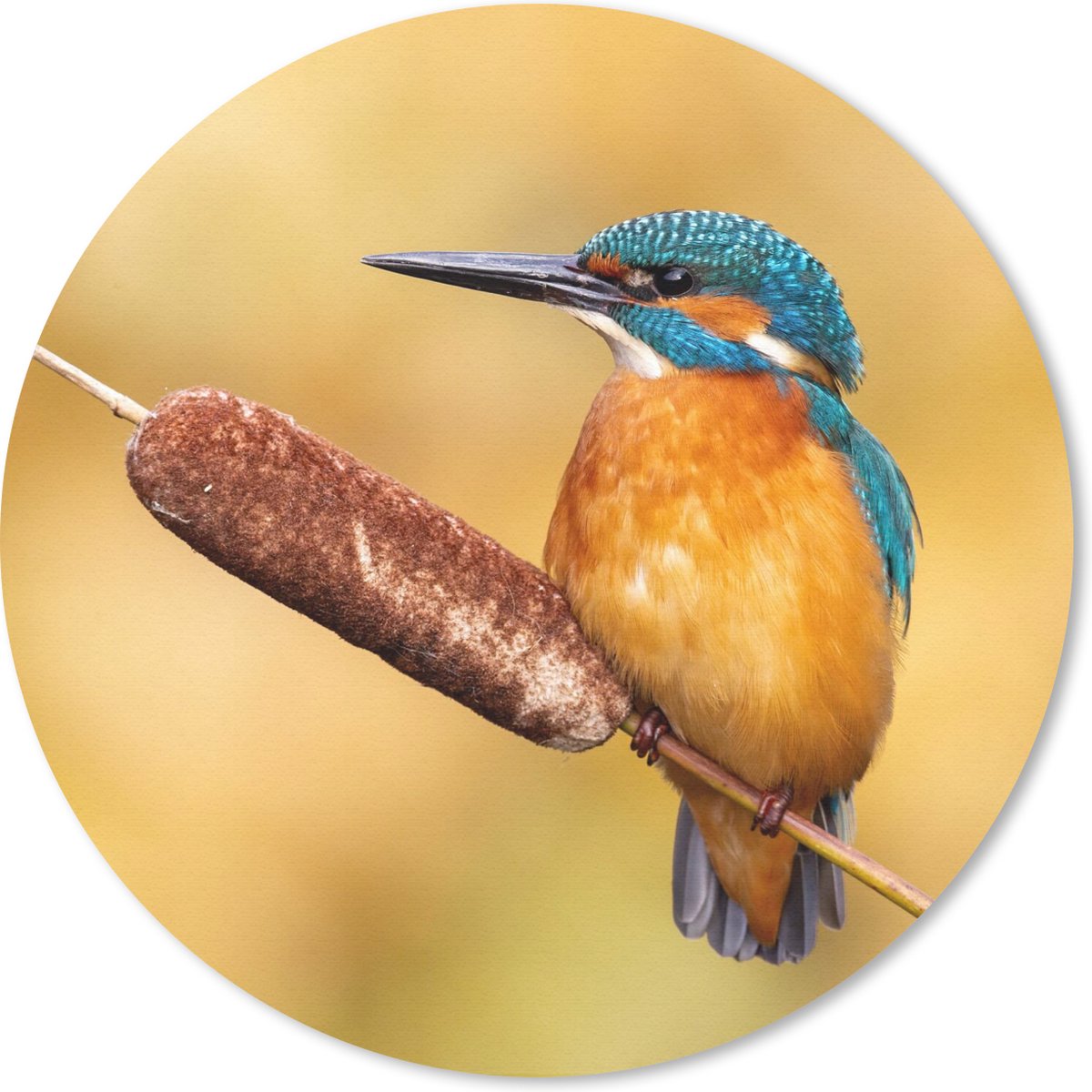 Muismat rond 30x30 cm - Mousepad IJsvogel - Natuur - Vogel - Ronde muismatten