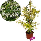 Trachelospermum ‘jasminoides’ Toscaanse jasmijn, 2 liter pot