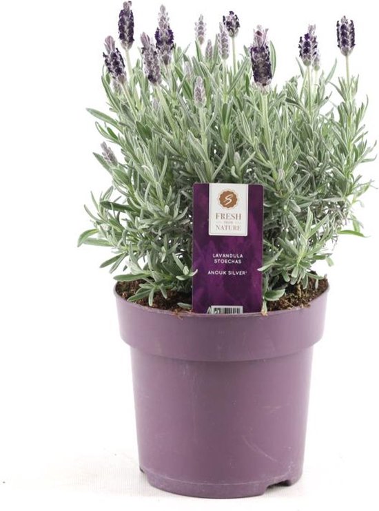 Lavendel stoechas Anouk silber Ø15 cm 30 cm bol