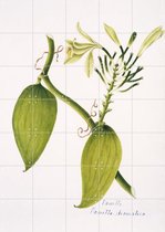 IXXI Vanilla aromatica - Wanddecoratie - Eten en Drinken - 100 x 140 cm