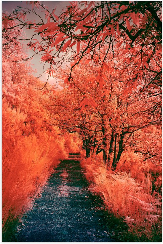 Poster Glanzend – Pad - Bomen - Bossen - Planten - Kleuren - Roze - Oranje - 40x60 cm Foto op Posterpapier met Glanzende Afwerking