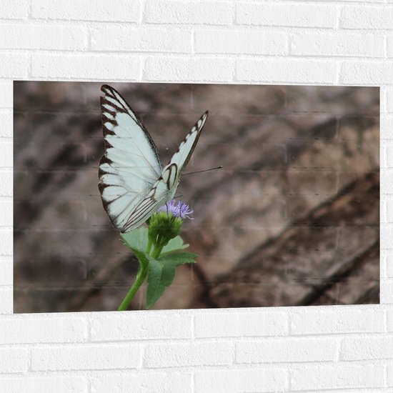 Muursticker - Vlinder met Blauwe Vleugels op Paarse Wilde Bloem - 90x60 cm Foto op Muursticker
