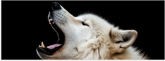 Poster Glanzend – Zijaanzicht van Brullende Witte Wolf tegen Zwarte Achtergrond - 120x40 cm Foto op Posterpapier met Glanzende Afwerking