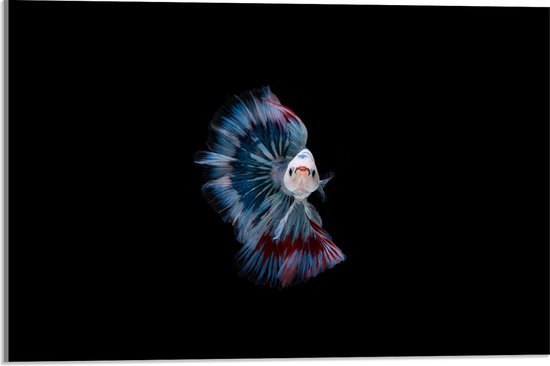 Acrylglas - Vooraanzicht van Wit met Blauwe Vis tegen Zwarte Achtergrond - 60x40 cm Foto op Acrylglas (Met Ophangsysteem)