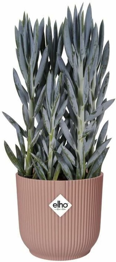 Blauwgrijze plant met rechtopstaande bladeren, in een roze pot met verticale ribbels.