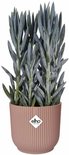 Blauwgrijze plant met rechtopstaande bladeren, in een roze pot met verticale ribbels.