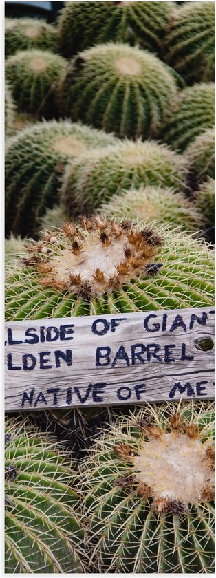 Poster (Mat) - Cactussen - Planten - Tekst - Bordje - Hout - Kleuren - 30x90 cm Foto op Posterpapier met een Matte look